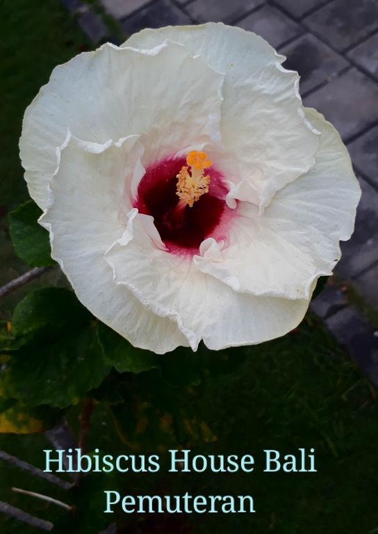 מלון Hibiscus House Pemuteran מראה חיצוני תמונה